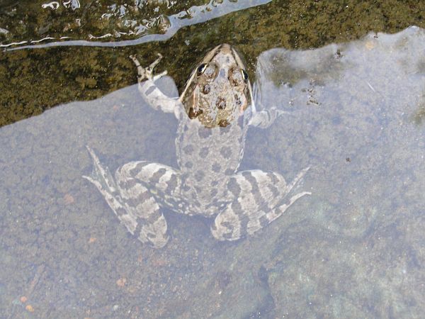 Pelophylax ridibundus