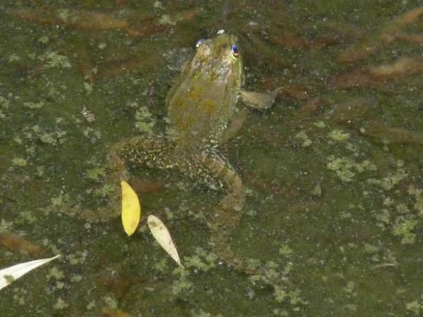 Pelophylax bedriagae