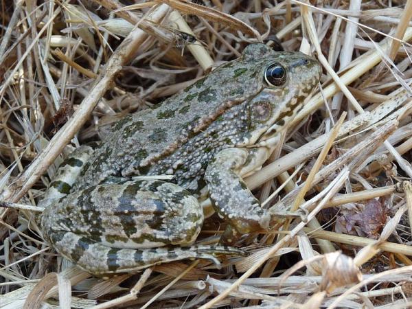 Pelophylax bedriagae