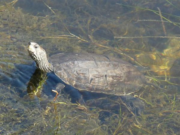 Mauremys rivulata