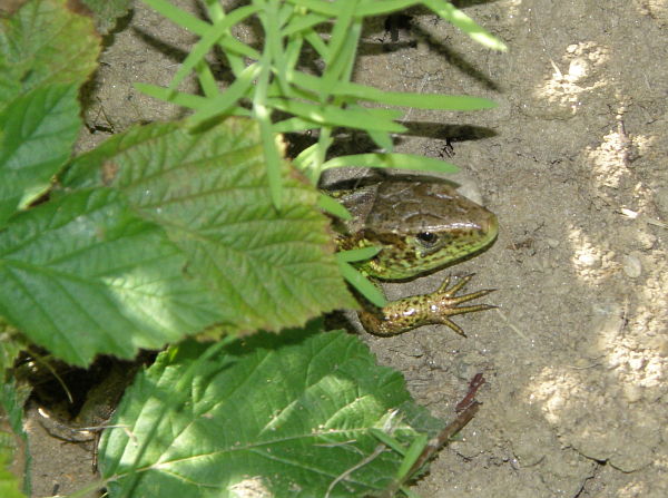 Lacerta agilis