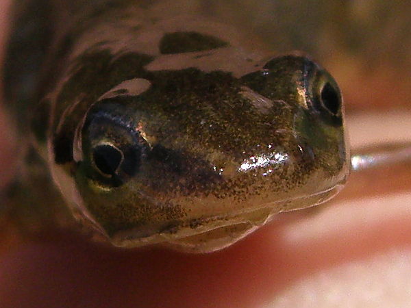 Lissotriton vulgaris