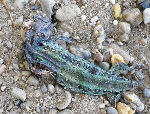 Lacerta agilis