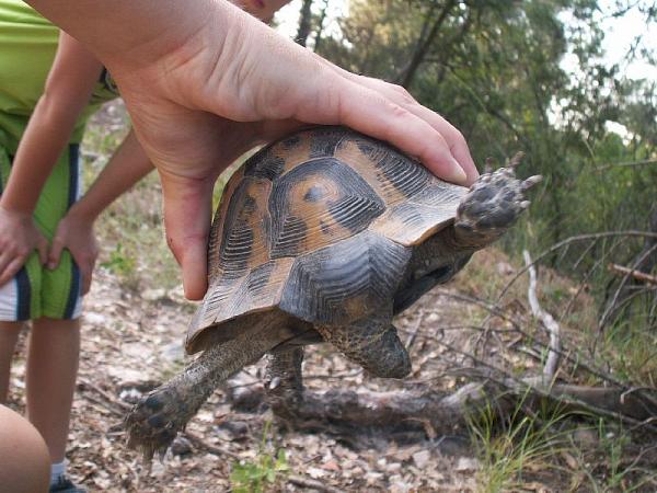 Testudo graeca