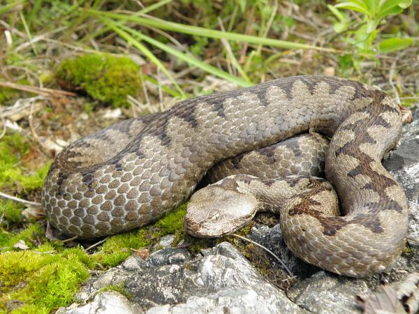 Vipera ammodytes