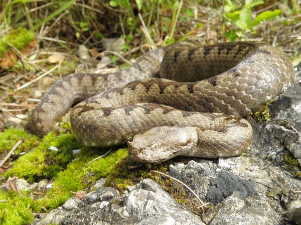 Vipera ammodytes