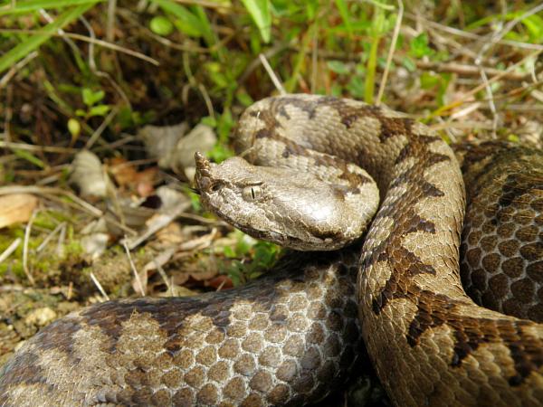 Vipera ammodytes