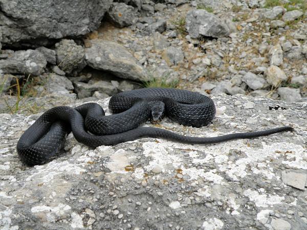 Hierophis viridiflavus