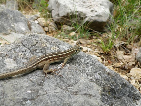 Lacerta trilineata