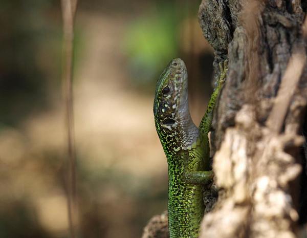 Lacerta viridis