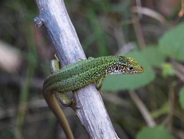 Lacerta viridis