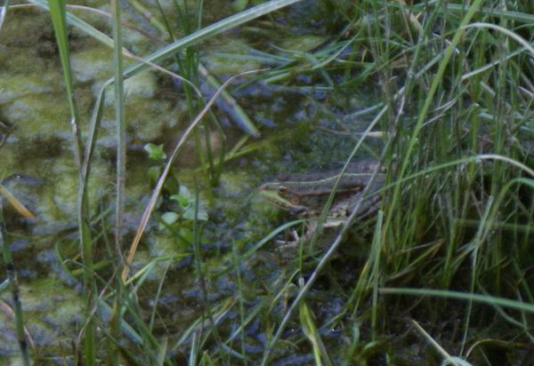 Pelophylax/Rana sp.