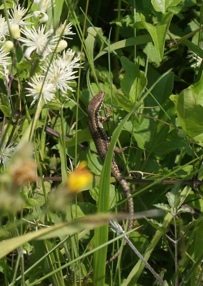 Podarcis muralis