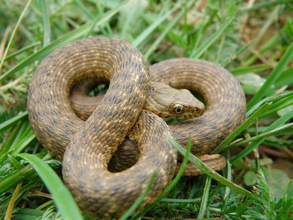 Natrix tessellata