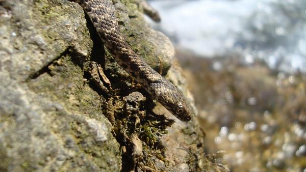 Natrix tessellata