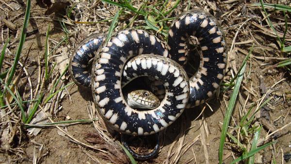 Natrix tessellata