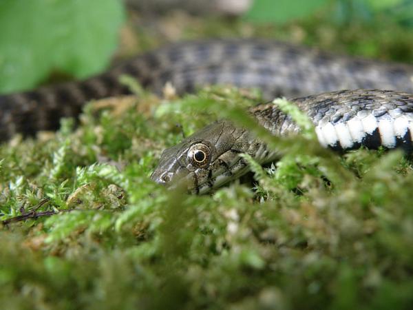 Natrix tessellata