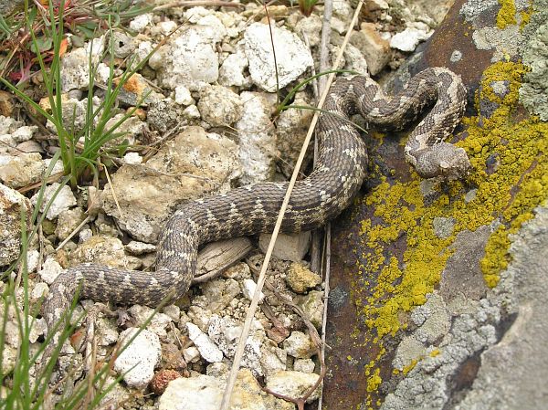 Vipera ammodytes