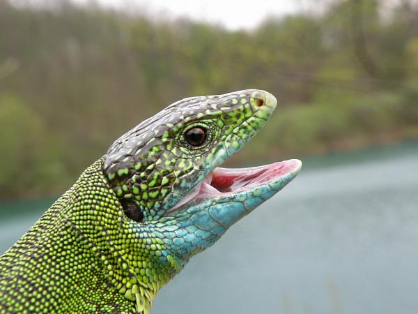 Lacerta viridis