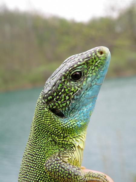 Lacerta viridis