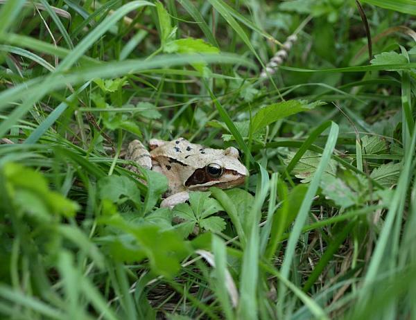 Rana dalmatina