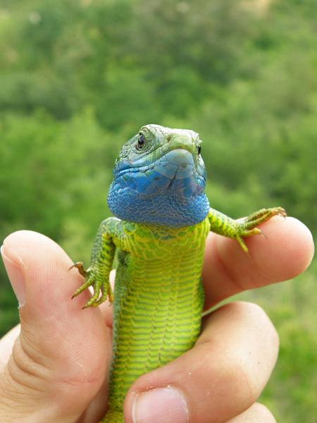 Lacerta viridis