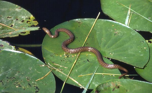 Natrix tessellata