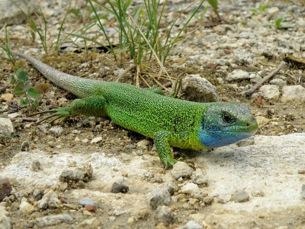 Lacerta viridis