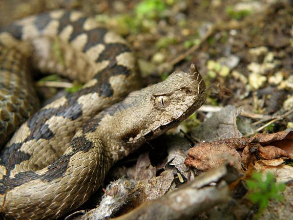 Vipera ammodytes