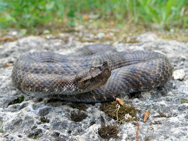 Vipera ammodytes