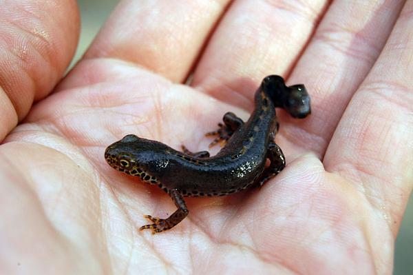 Mesotriton alpestris