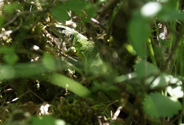 Lacerta viridis