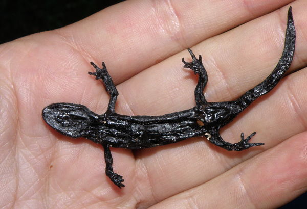 Salamandra atra