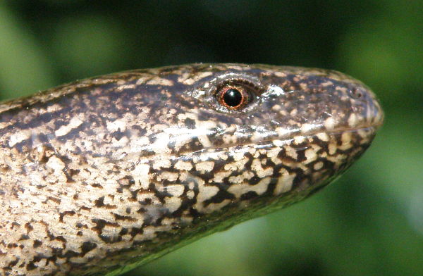 Anguis fragilis s.l.