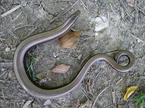 Anguis fragilis s.l.