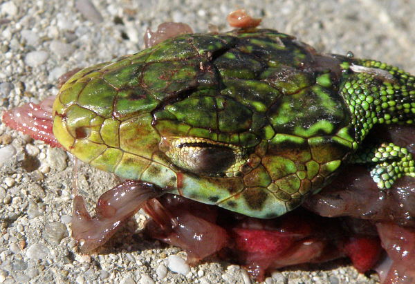 Lacerta viridis