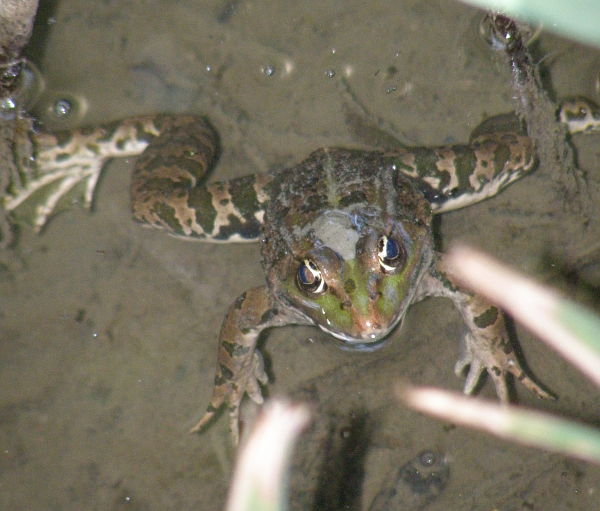 Pelophylax ridibundus