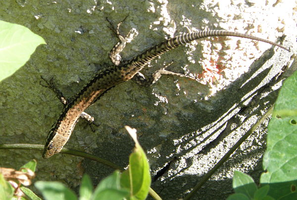 Podarcis muralis