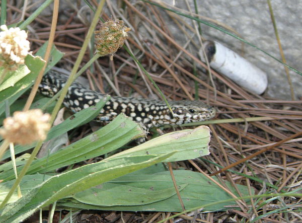 Podarcis muralis