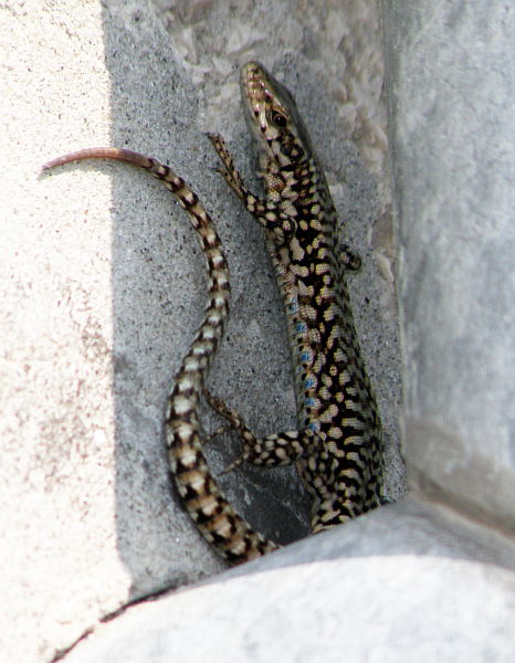 Podarcis muralis