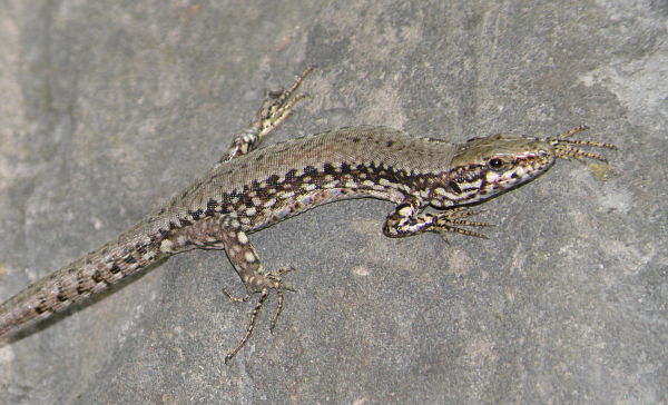 Podarcis muralis