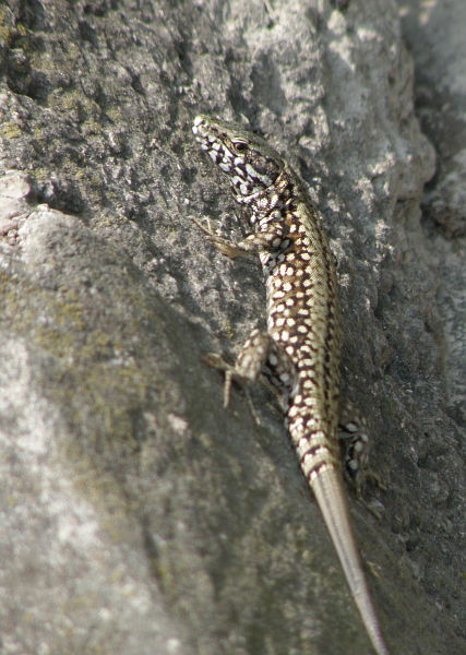 Podarcis muralis