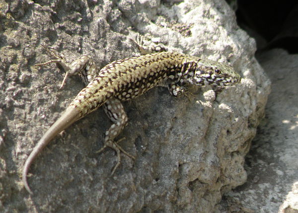 Podarcis muralis