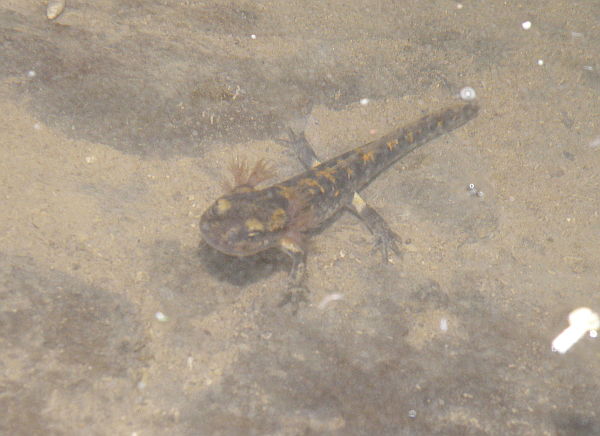 Salamandra salamandra