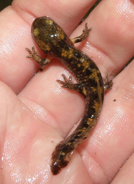 Salamandra salamandra