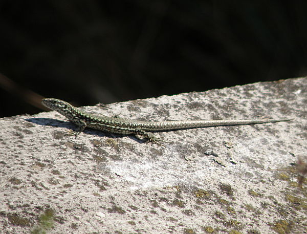 Podarcis muralis