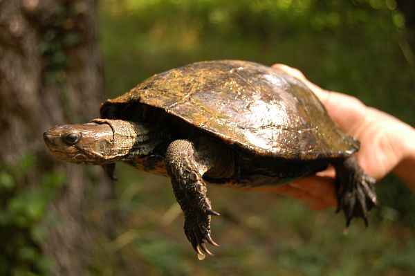 Mauremys rivulata