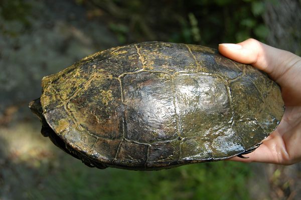 Mauremys rivulata