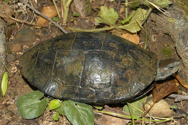 Mauremys rivulata