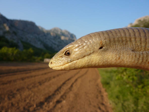 Pseudopus apodus